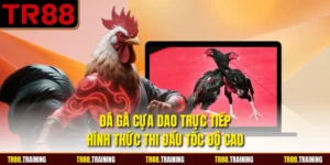 Đá Gà Cựa Dao Trực Tiếp - Hình Thức Thi Đấu Tốc Độ Cao